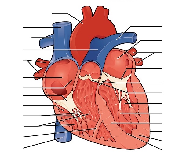 fiche-de-cours-exercices-devoirs-corriges-pdf-Lycée-BTS-2ième-année-Physiologie-Coeur-et-circulation-sanguine